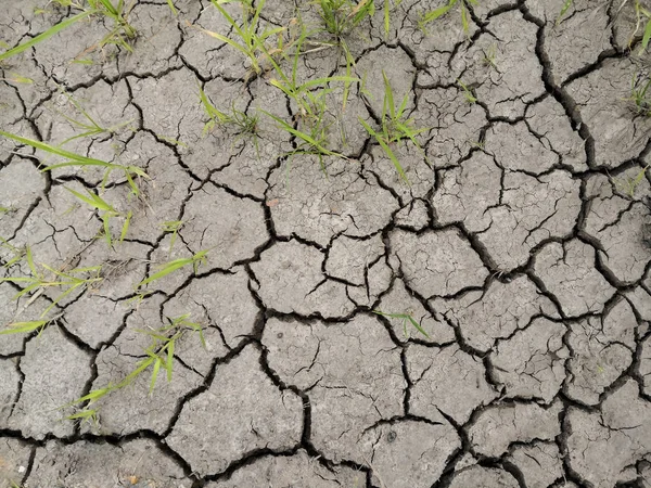 L'herbe et la terre fissurée séchée. En raison de l'absence de pluie et de sécheresse . — Photo
