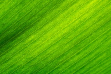 Taze yeşil yaprak dokusunu kapatın.