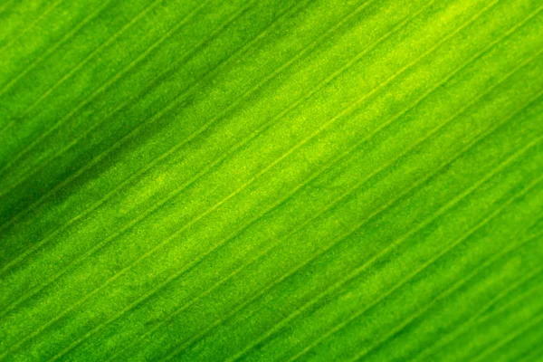 Närbild av färska gröna blad konsistens. — Stockfoto