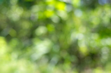 Bulanık yeşil doğa arkaplanı.