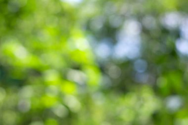 Bulanık yeşil doğa arkaplanı.