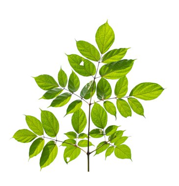 Beyaz arka planda yeşil yaprak ve dal izole edilmiş. Güneşle parlayan ışık.