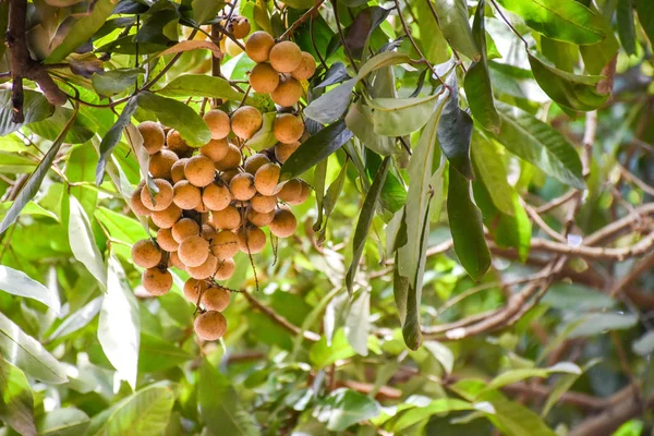 Frutos frescos de longan que cuelgan de la rama de árbol longan . —  Fotos de Stock