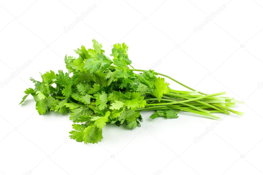 Bunch of fresh coriander leaves and branch isolated on white background.