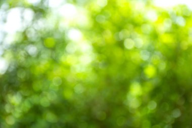 Soyut bulanık yeşil yaprakları doğa arka plan.