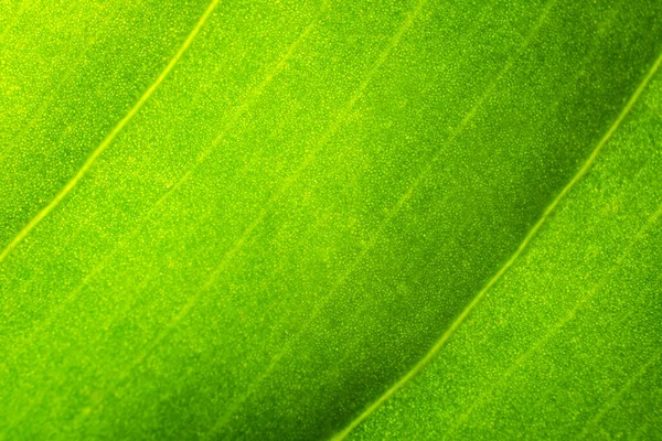 Close up of green tree leaf texture. — Stock Photo, Image