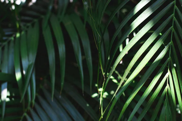 Закрыть листья пальмы в темно-зеленый цвет. . — стоковое фото
