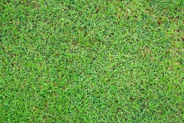 Yeşil çimen dokusu arkaplan üstü görünümü.