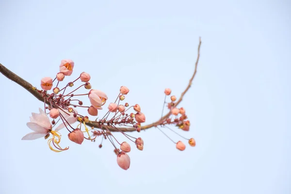 Beautiful soft pink and white flower of Wishing Tree blooming against blue sky.