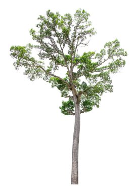 Mimari tasarım veya daha fazlası için beyaz arkaplanda izole edilmiş ağaç.