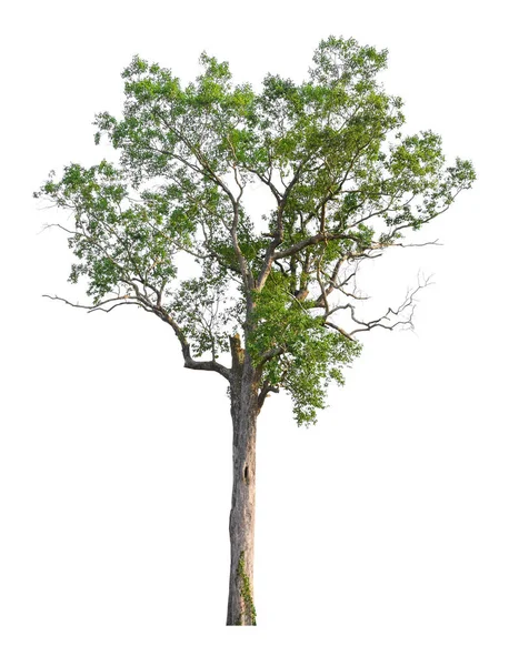Strom izolovaný na bílém pozadí pro použití v architektonickém designu nebo více. — Stock fotografie
