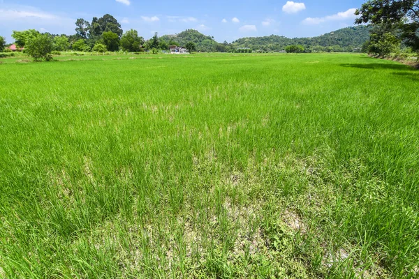 Зеленое рисовое поле с голубым небом. — стоковое фото