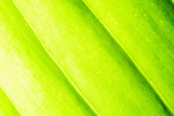 Primer plano de textura de hoja verde fresca . —  Fotos de Stock