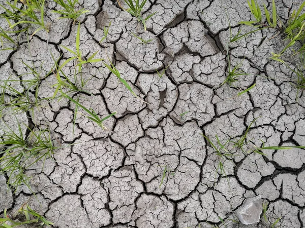 L'herbe et la terre fissurée séchée. En raison de l'absence de pluie et de sécheresse . — Photo