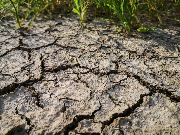 The grass and dried cracked earth. Because of no rain and drought season. — Stock Photo, Image