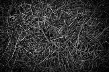Dry grass leaf texture top view background. Black and white color. clipart