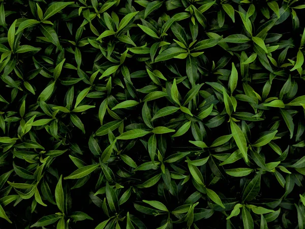 Tropical green leaf texture on dark green color and dark background. — Stock Photo, Image