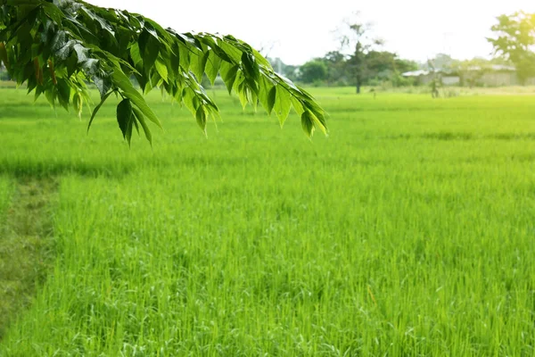 Лист на фоне рисового поля . — стоковое фото