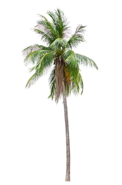 Кокосовое дерево или пальма изолированы на белом фоне для использования в архитектурном дизайне или более . — стоковое фото