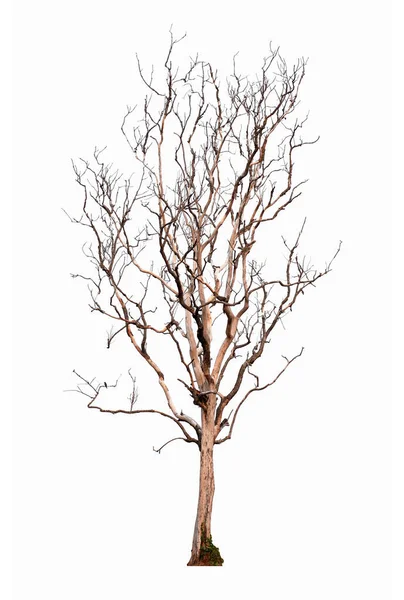 Ξηρό δέντρο απομονωμένο σε λευκό φόντο. Απομονωμένο δένδρο. — Φωτογραφία Αρχείου