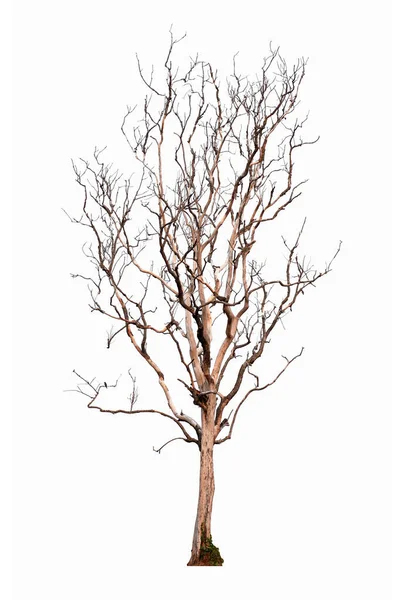 Árbol seco aislado sobre fondo blanco. Árbol muerto aislado . —  Fotos de Stock