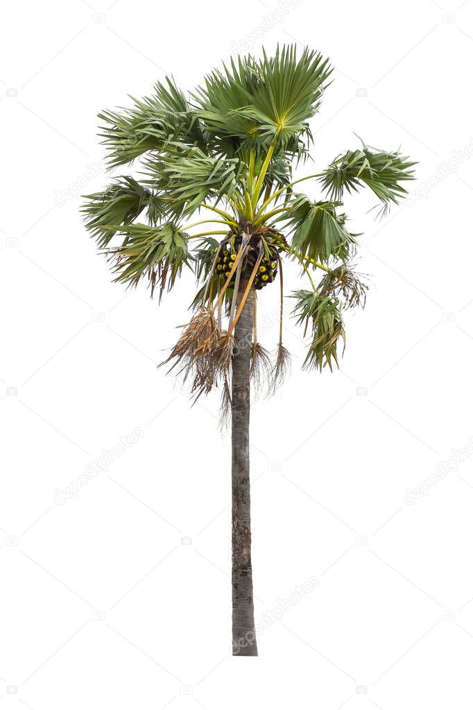 Coconut or palm tree isolated on white background for use in architectural design or more.