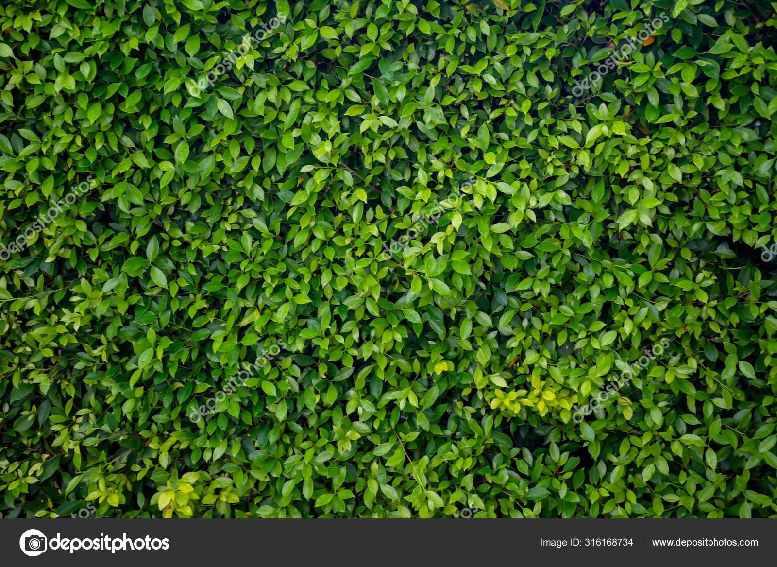 Fondo de textura de pared de hoja verde. Vista de la naturaleza de plantas  verdes. concepto de fondo de pantalla frescura ambiental. — Foto de stock  #316168734 © prompirak, image size:1600x1167