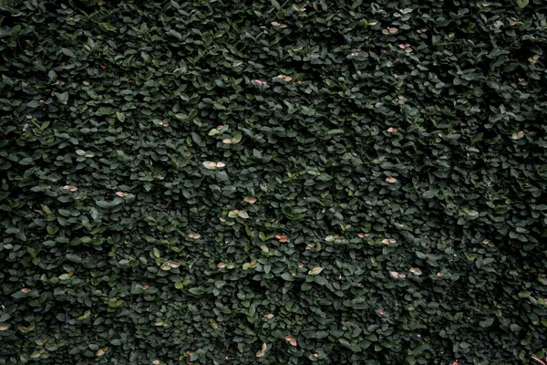 Foglia Verde Sfondo Texture Della Parete Vitigno Sul Muro — Foto Stock