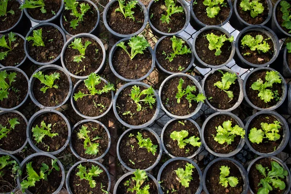 Young Lettuce Sprouts Organic Vegetable Farm — Stock Photo, Image