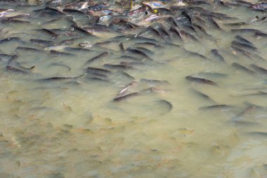 Tayland tapınağındaki nehirde balık ekmek ve atıştırmalıkla besleniyor. Birçok balık yemek için bekliyor..