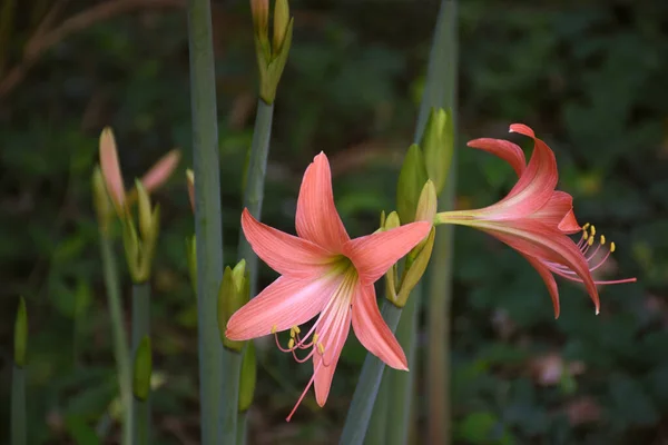 背景がぼんやりとした庭に ヒッピストラムやアマリリスの花を咲かせます ヒッペストラム ジョンソン2世の花 — ストック写真