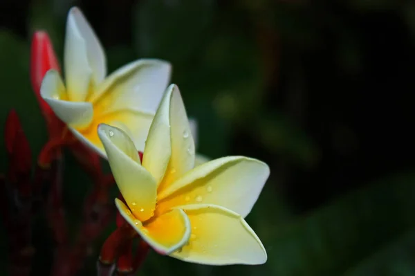 Plumeria Blume Weiße Und Gelbe Farbe Auf Unscharfen Grünen Blättern — Stockfoto