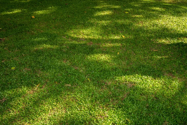 Zielona Trawa Promieniem Słonecznym — Zdjęcie stockowe