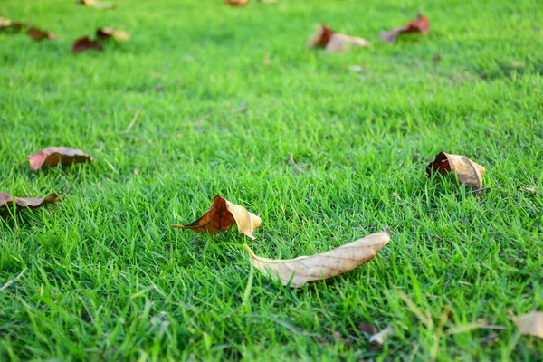 枯叶落在鲜绿的草地上 选择性地聚焦于正面图像 — 图库照片