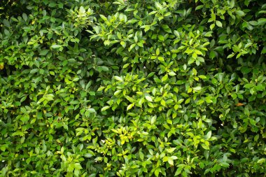 Yeşil yaprak duvar dokusu arka plan. Yeşil bitkilerin doğa manzarası. Çevresel tazelik duvar kağıdı kavramı.