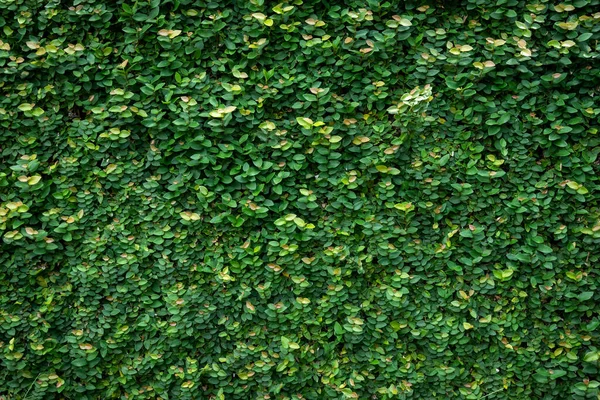 Zielony Liść Tekstury Ściany Tła Winorośli Ścianie — Zdjęcie stockowe