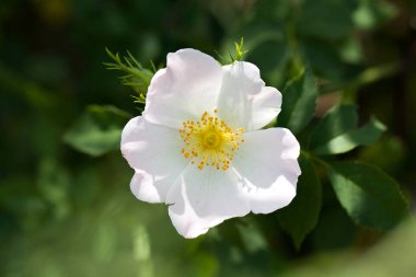 Yeşil yaprakların arka planında beyaz gül çiçeği
