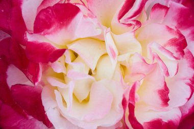 Beyaz ve pembe gül yakın çekim. Düğün geçmişi. yumuşak bulanık odak