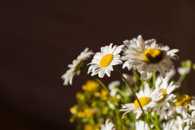 Güneşin gölgesi olan güzel bir buket beyaz papatya. Tatil kartı için fotoğraf. Anneler Günü. Tebrik kartı seçici odak noktasını kopyala