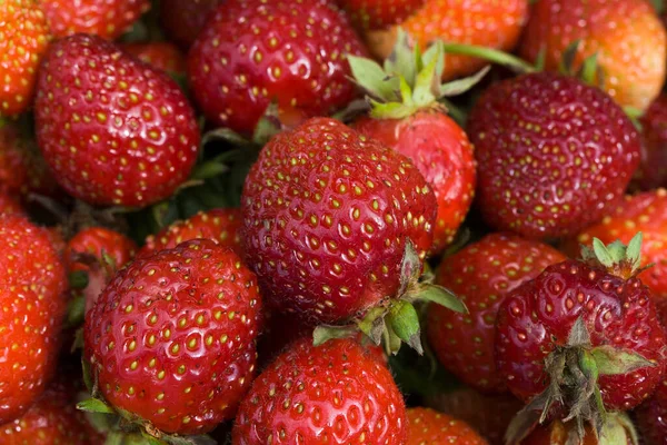 Erdbeere Frische Bio Beeren Makro Selektiver Fokus Auf Obst — Stockfoto