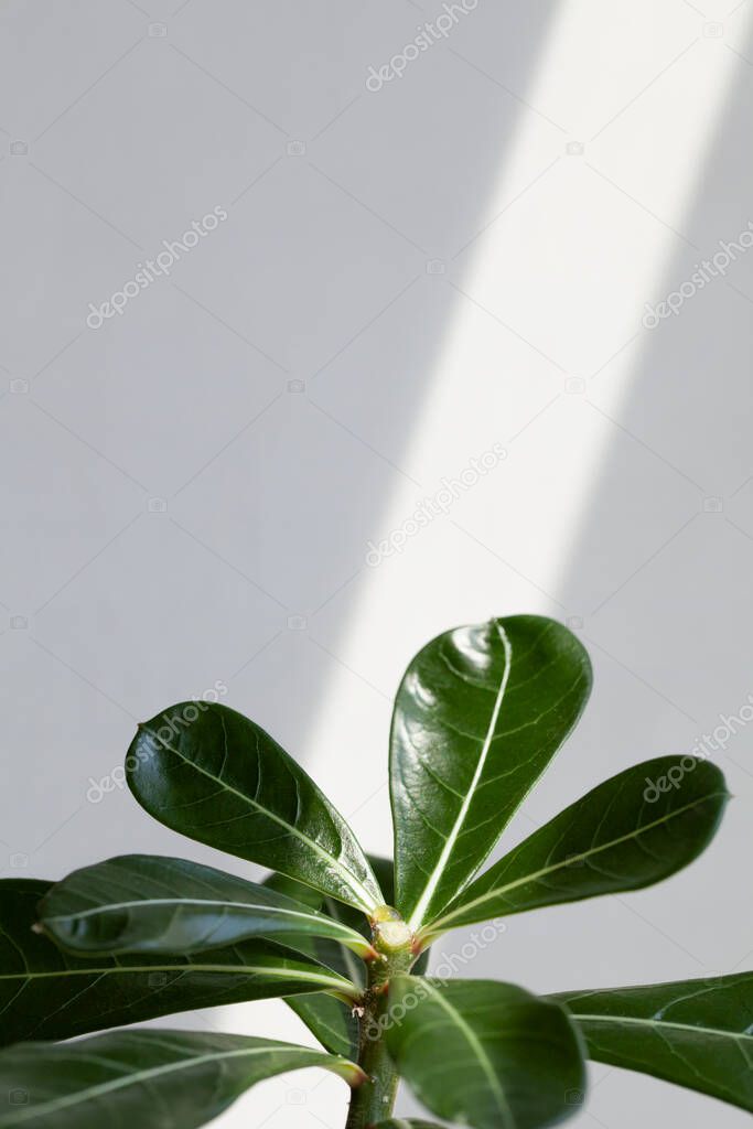 green leaves adenium on white background with sunlight. Creative nature background. minimalism concept
