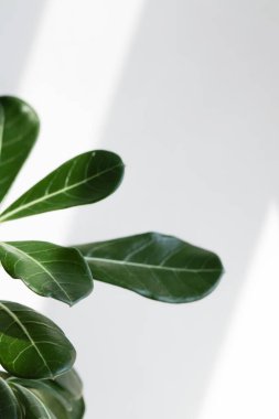 Beyaz arkaplanda güneş ışığıyla yeşil yapraklar adenyum.