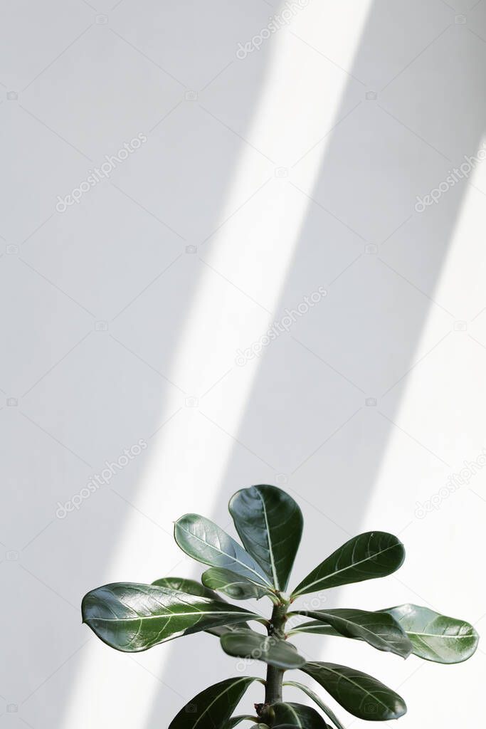 green leaves adenium on white background with sunlight.