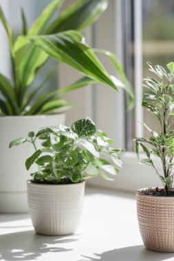 Pencere pervazındaki yeşil ev bitkileri gerçek oda içinde doğal ışık altında.
