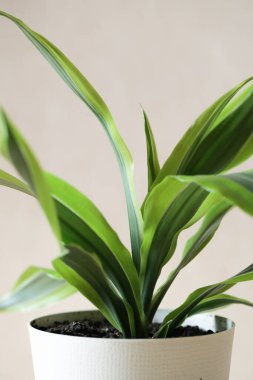 Bej arka planda saksıda doğal ışıkla dekoratif ev bitkisi. Yaratıcı doğa arkaplanı.