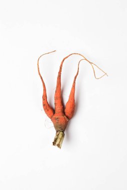 Beyaz arka planda eski, şımarık havuç. Küresel açlık sorunu. aşırı tüketim kavramı.