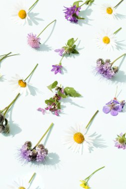 Mavi arka planda koyu gölgeleri olan yaz çiçeklerinden oluşan yaratıcı bir düzen. Doğa geçmişi. Mevsim minimumu desen.