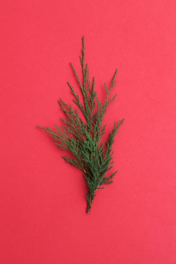 Kırmızı arka planda yeşil ağaç dalı. Yeni yıl konsepti. düz üst görünüm 