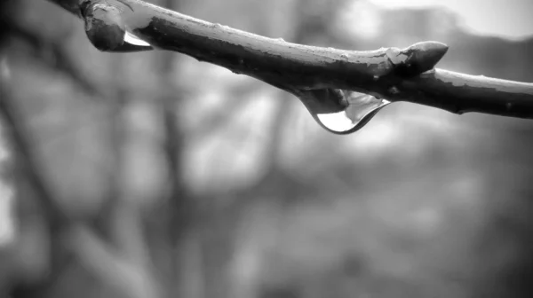 Water drop on a branch of black and white photo close-up