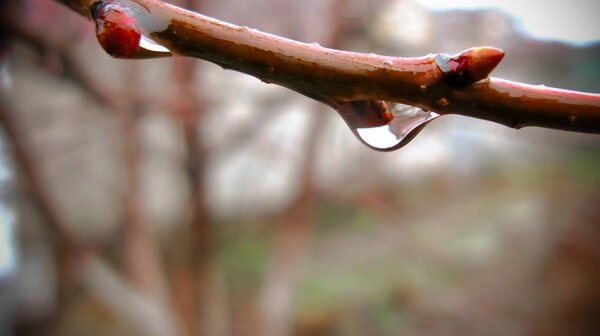 Drop of water on a branch macro photography close-up